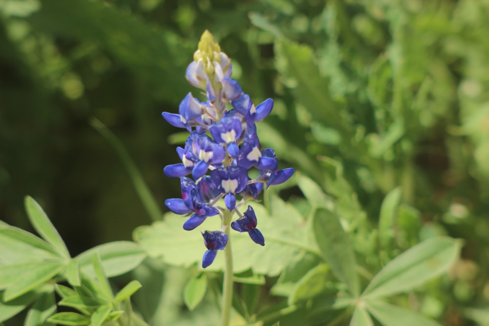 um close up de uma flor azul em um campo