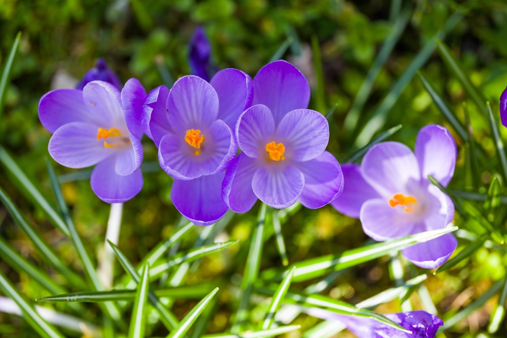 a group of purple flowers sitting on top of a lush green field