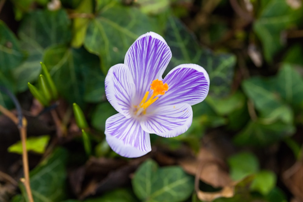 a purple flower with a yellow center surrounded by green leaves