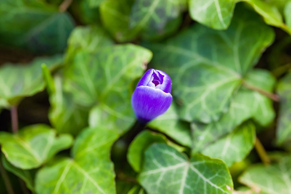 a purple flower is surrounded by green leaves