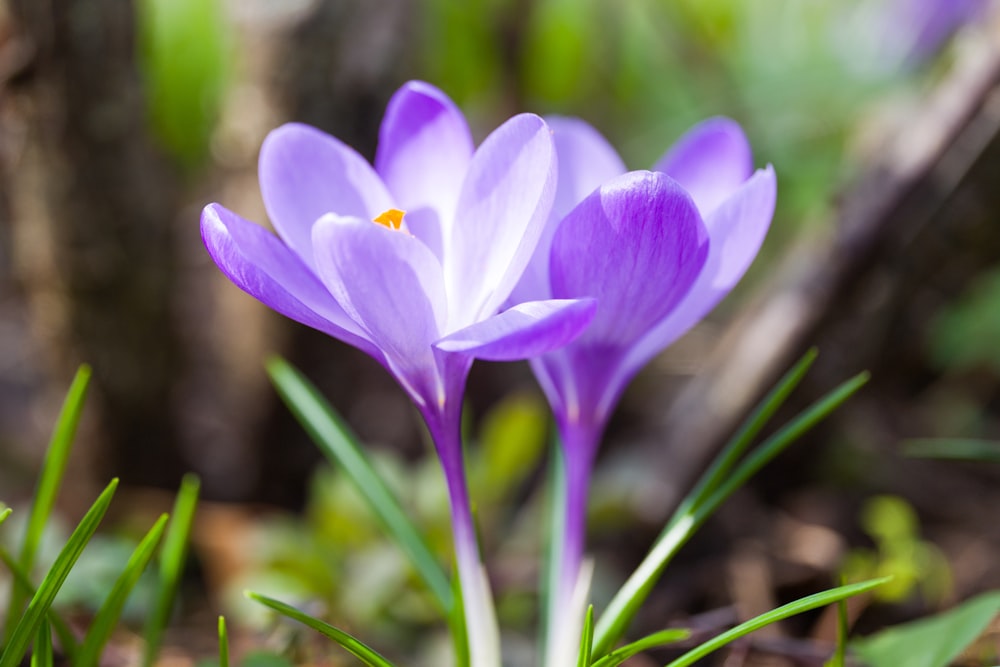 a couple of purple flowers that are in the grass