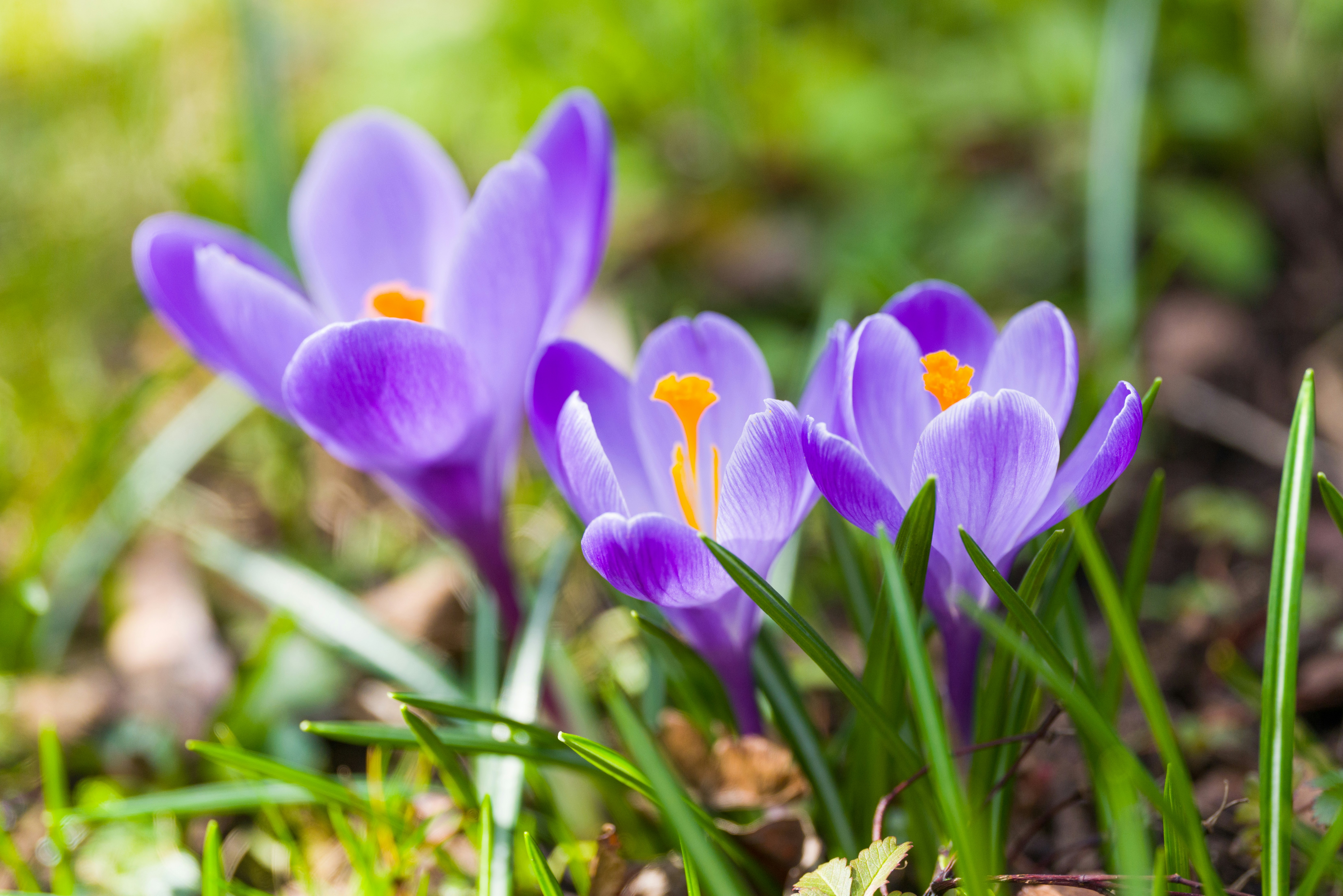 Photo by georgeiermann