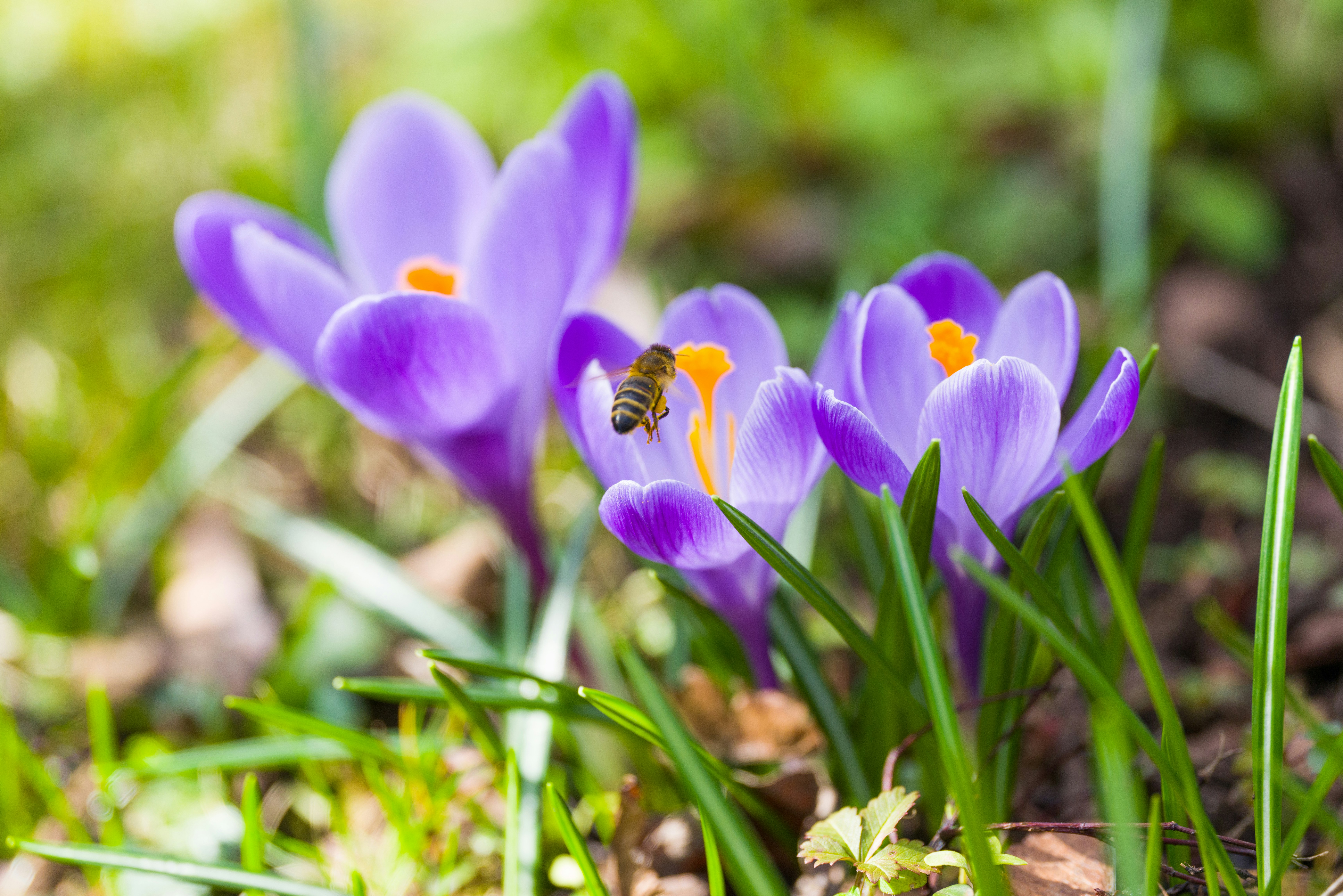 Photo by georgeiermann