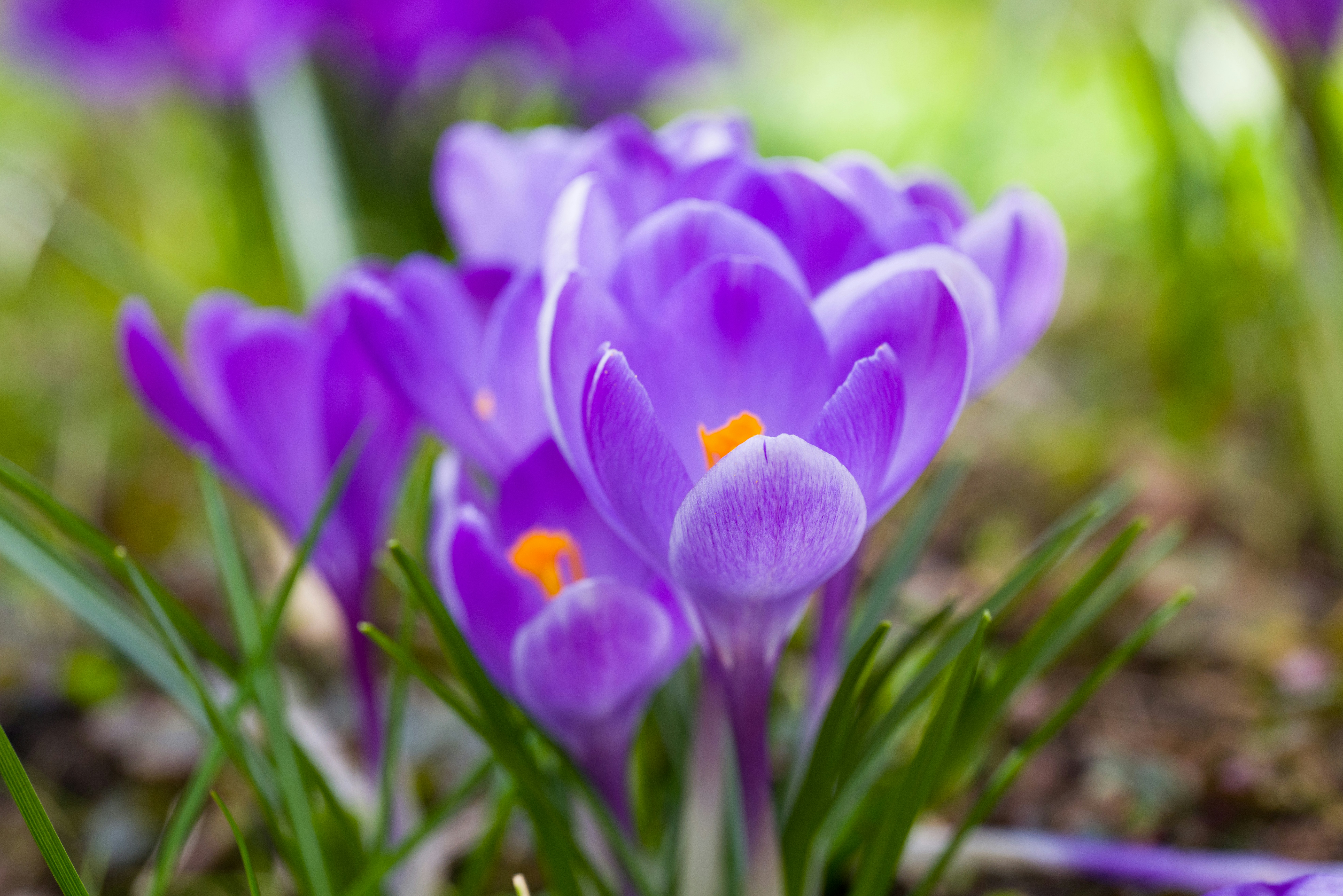 Photo by georgeiermann