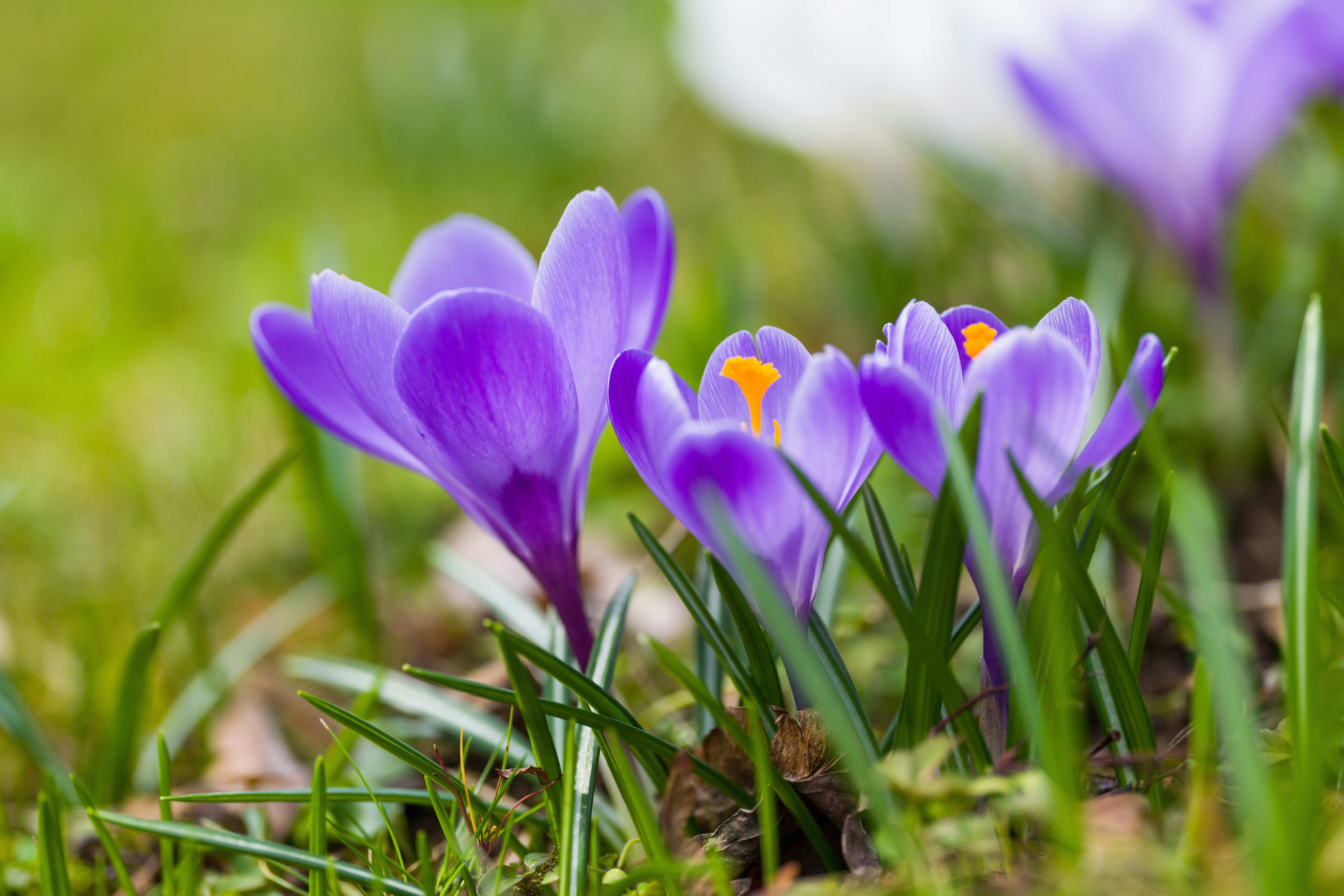 Photo by georgeiermann