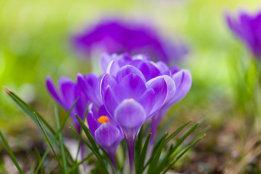 a group of purple flowers sitting on top of a green field
