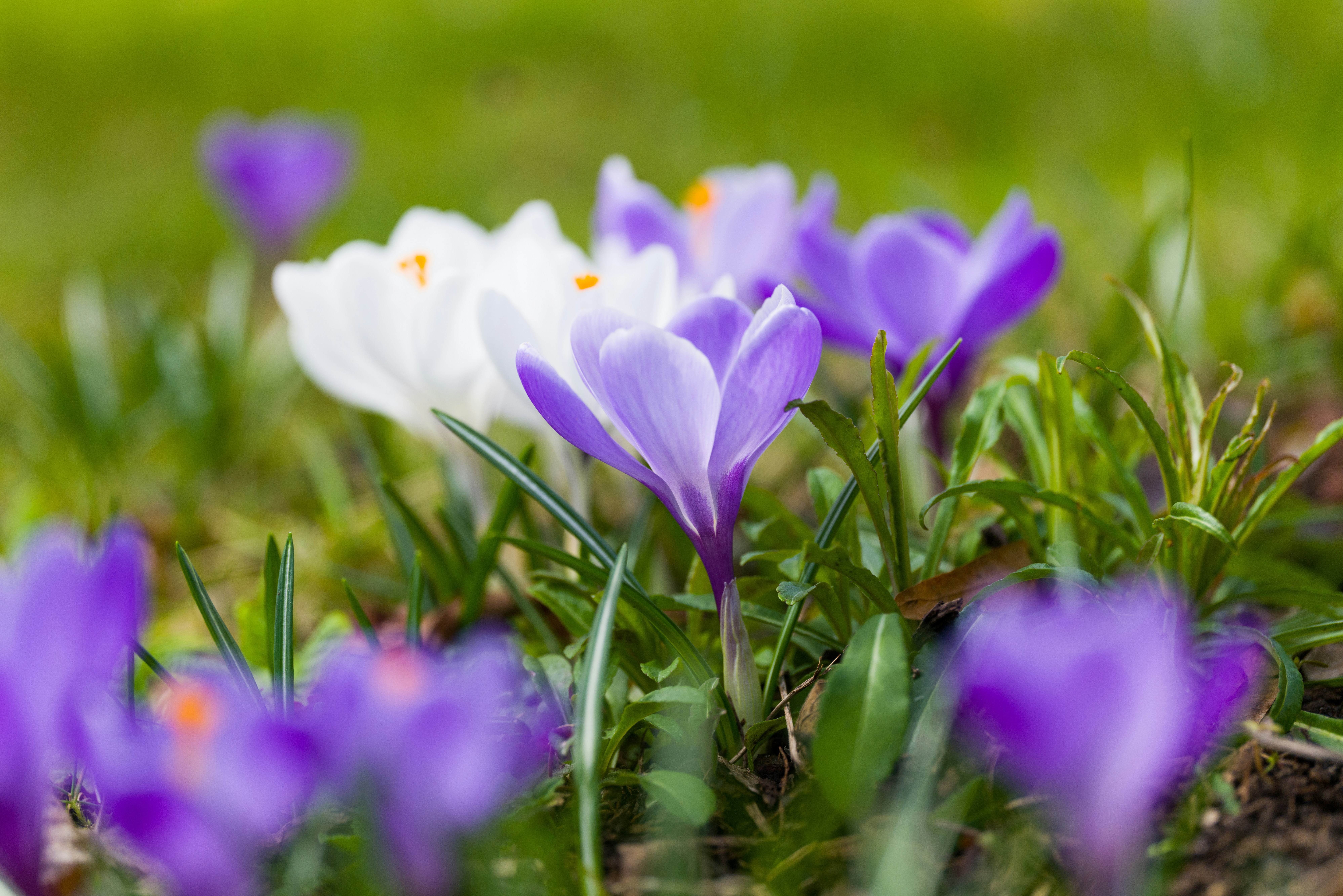 Photo by georgeiermann