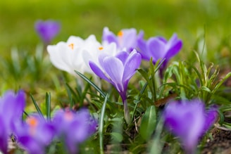 a group of purple and white flowers in the grass