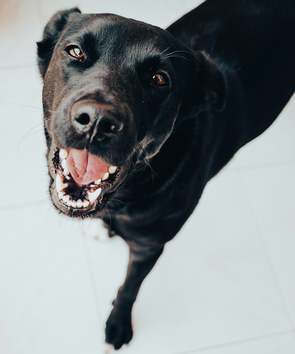 a close up of a black dog with its mouth open