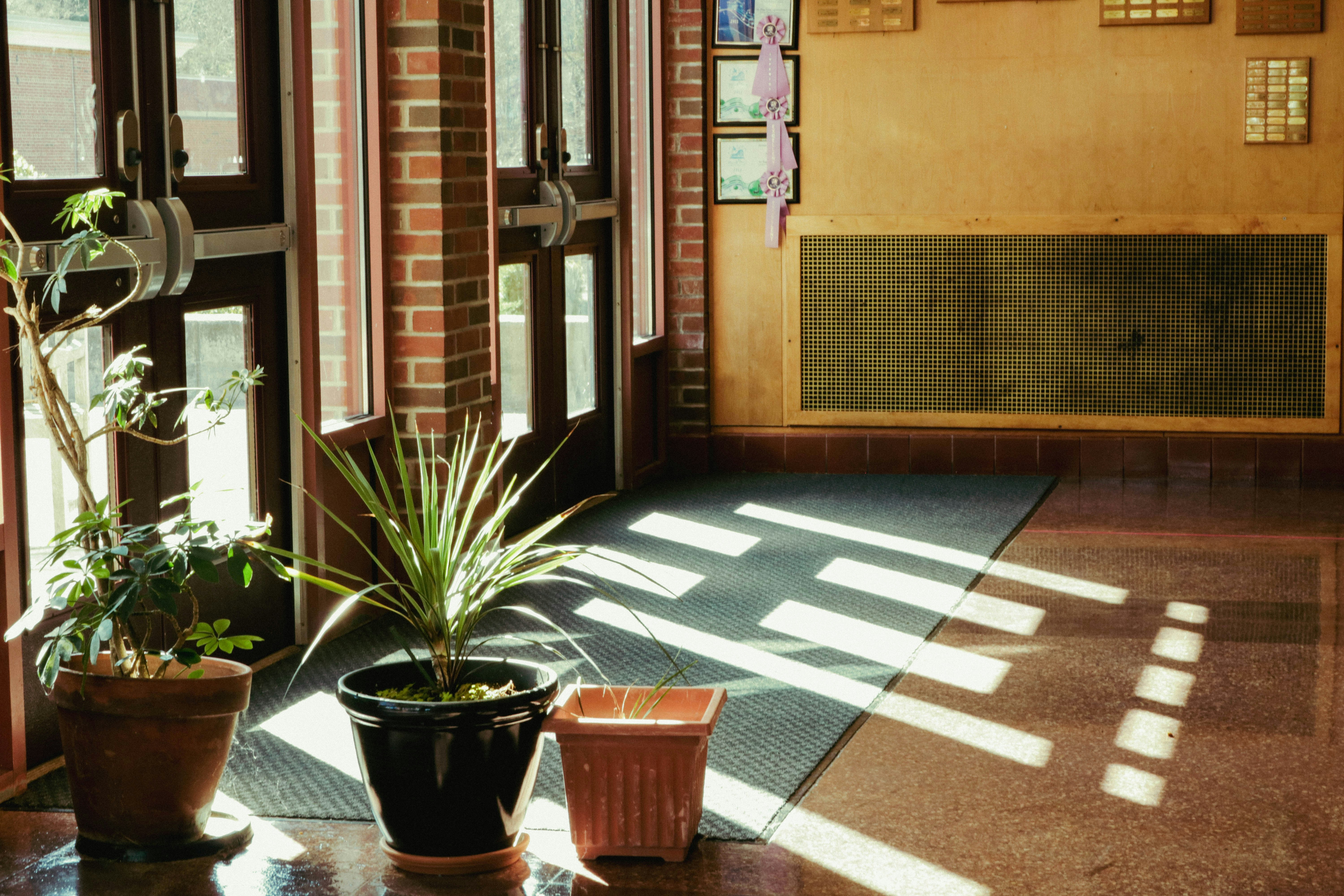 two potted plants sitting on a table in front of a window