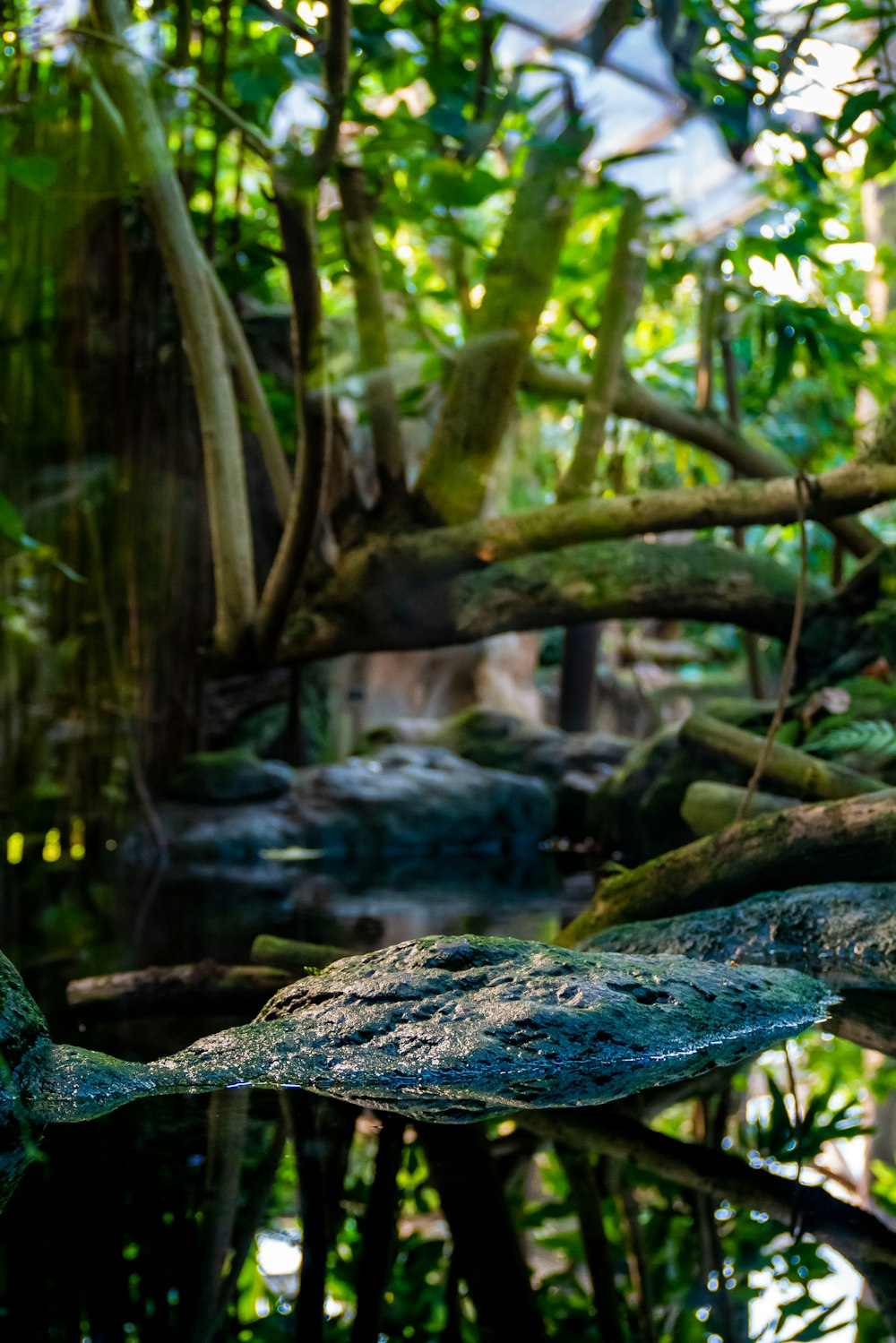 a bird perched on a branch in a forest