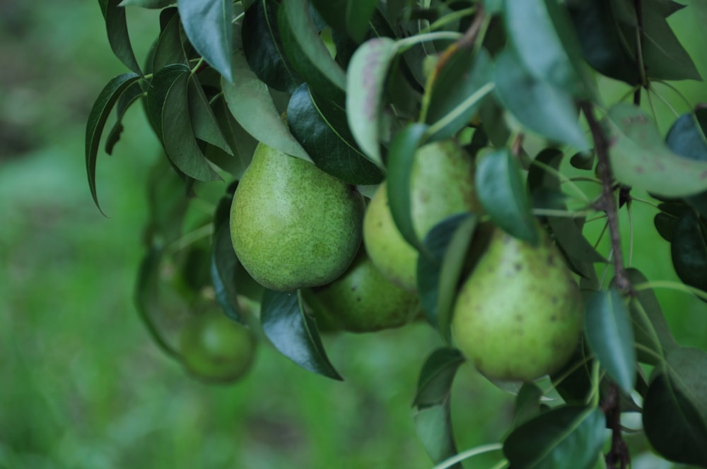 a tree filled with lots of green pears