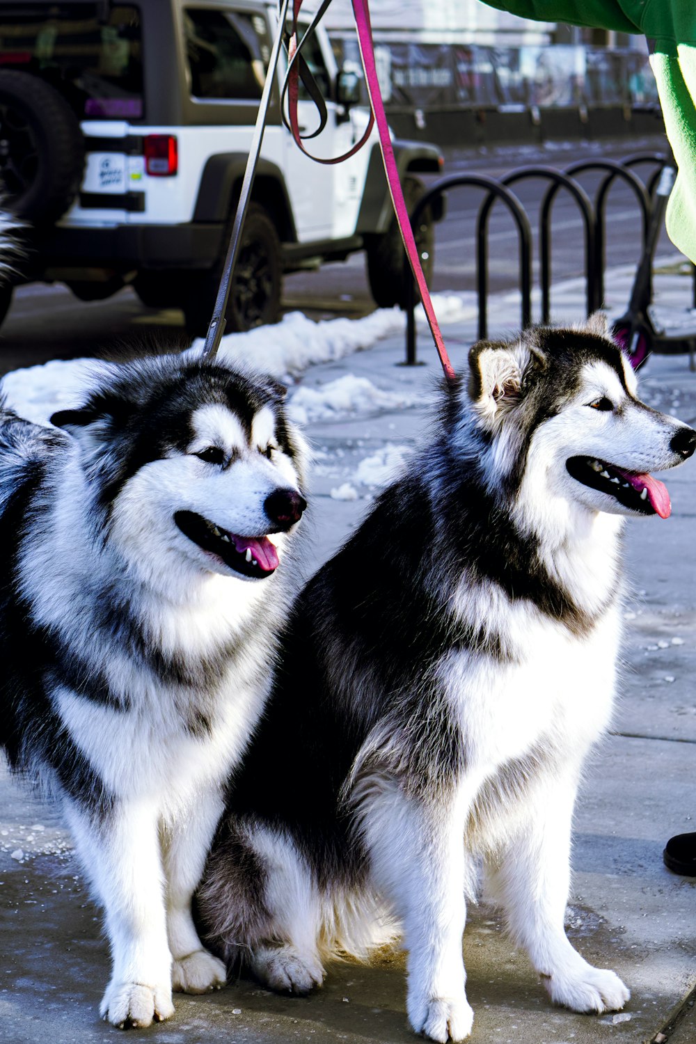 two black and white dogs sitting next to each other