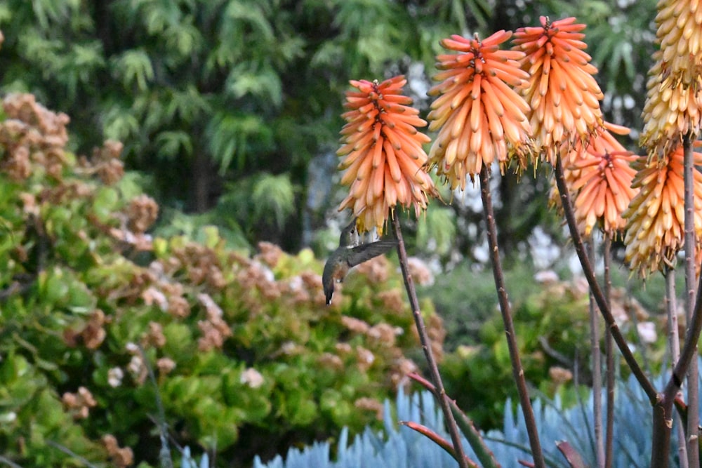 a hummingbird flying near a bunch of orange flowers