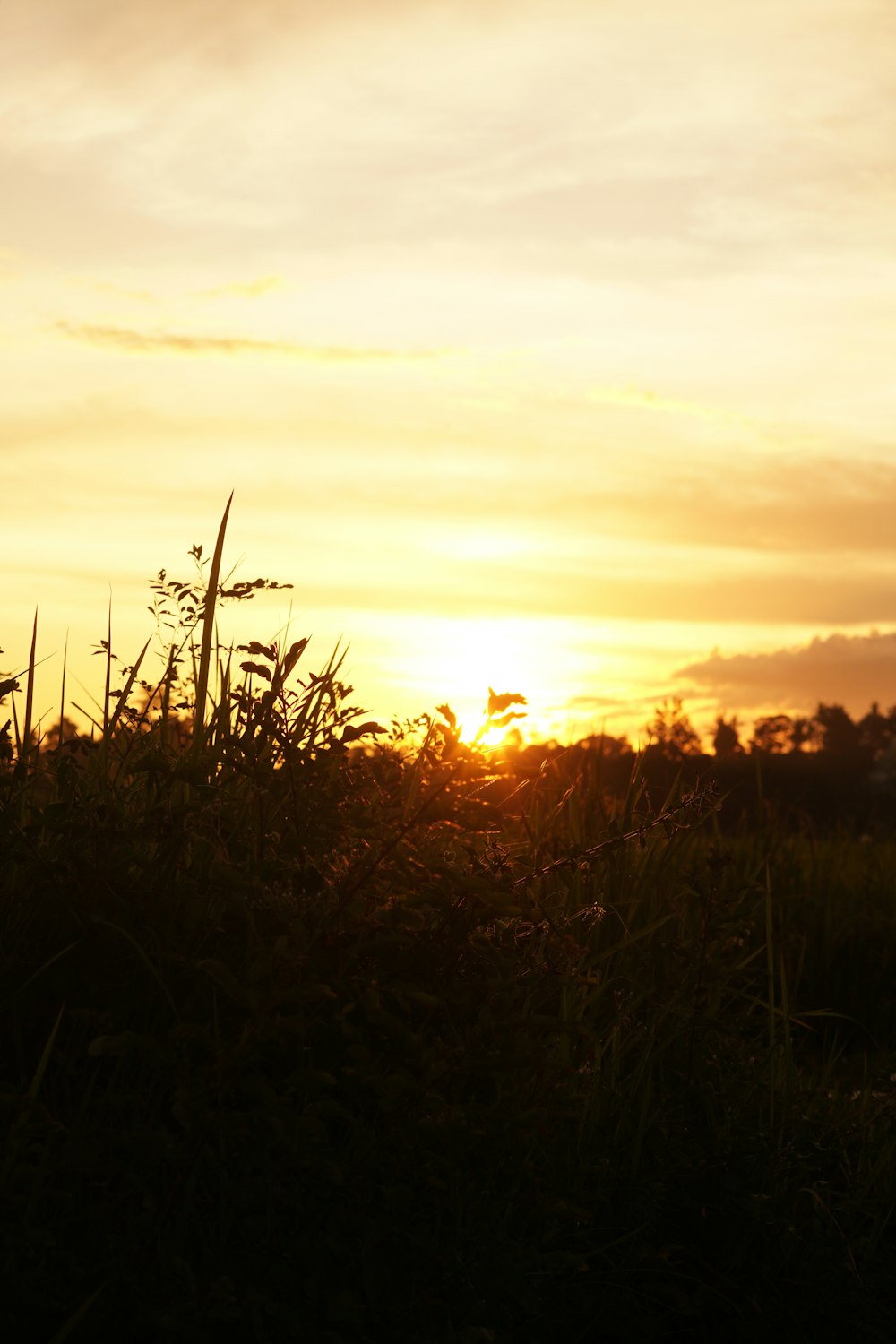 the sun is setting over a grassy field