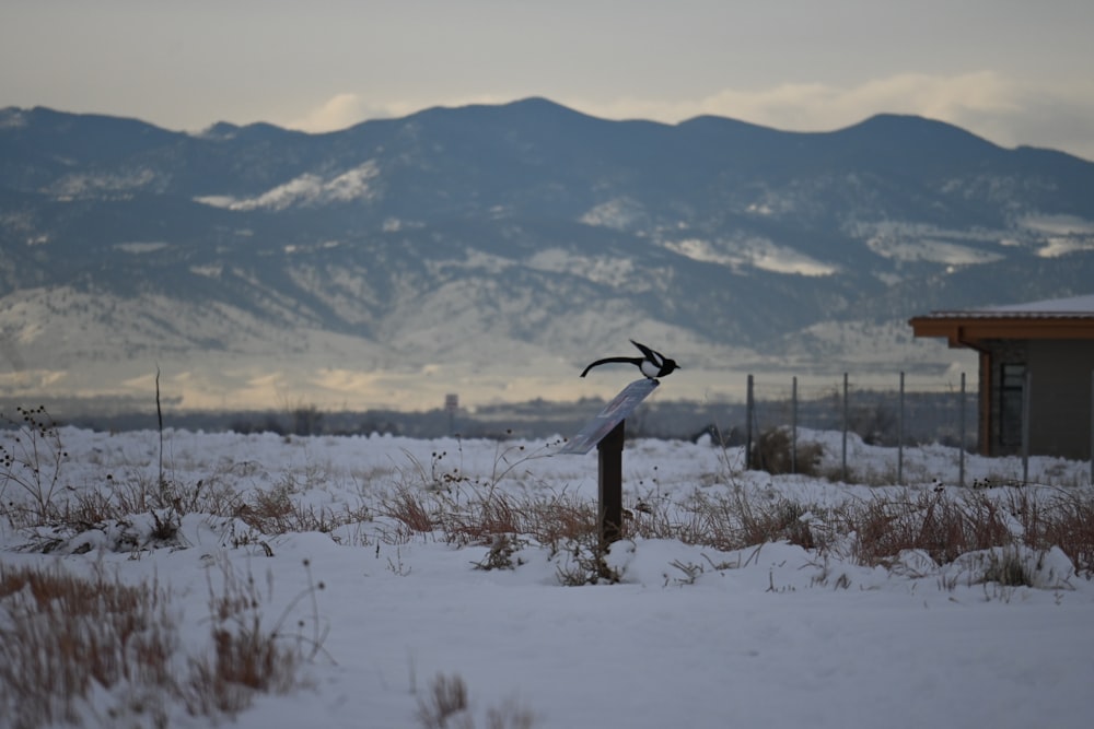 a snow covered field with mountains in the background