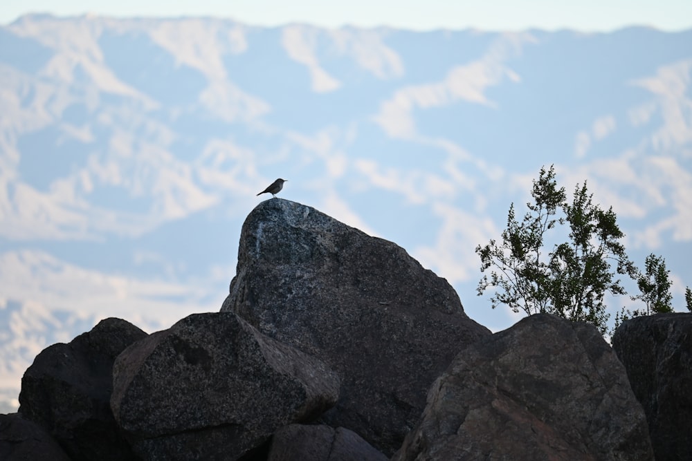 a bird sitting on top of a large rock