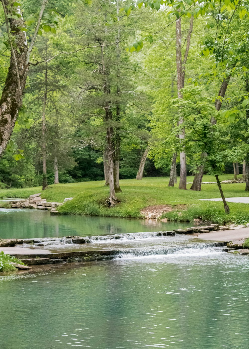 a river running through a lush green forest