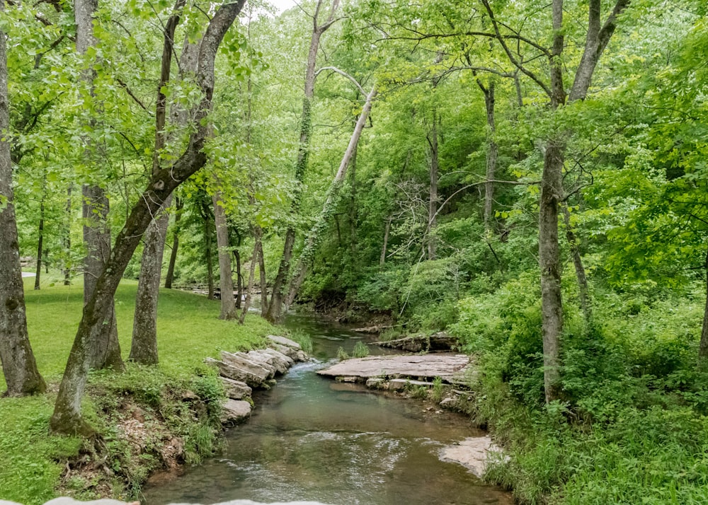 a stream running through a lush green forest