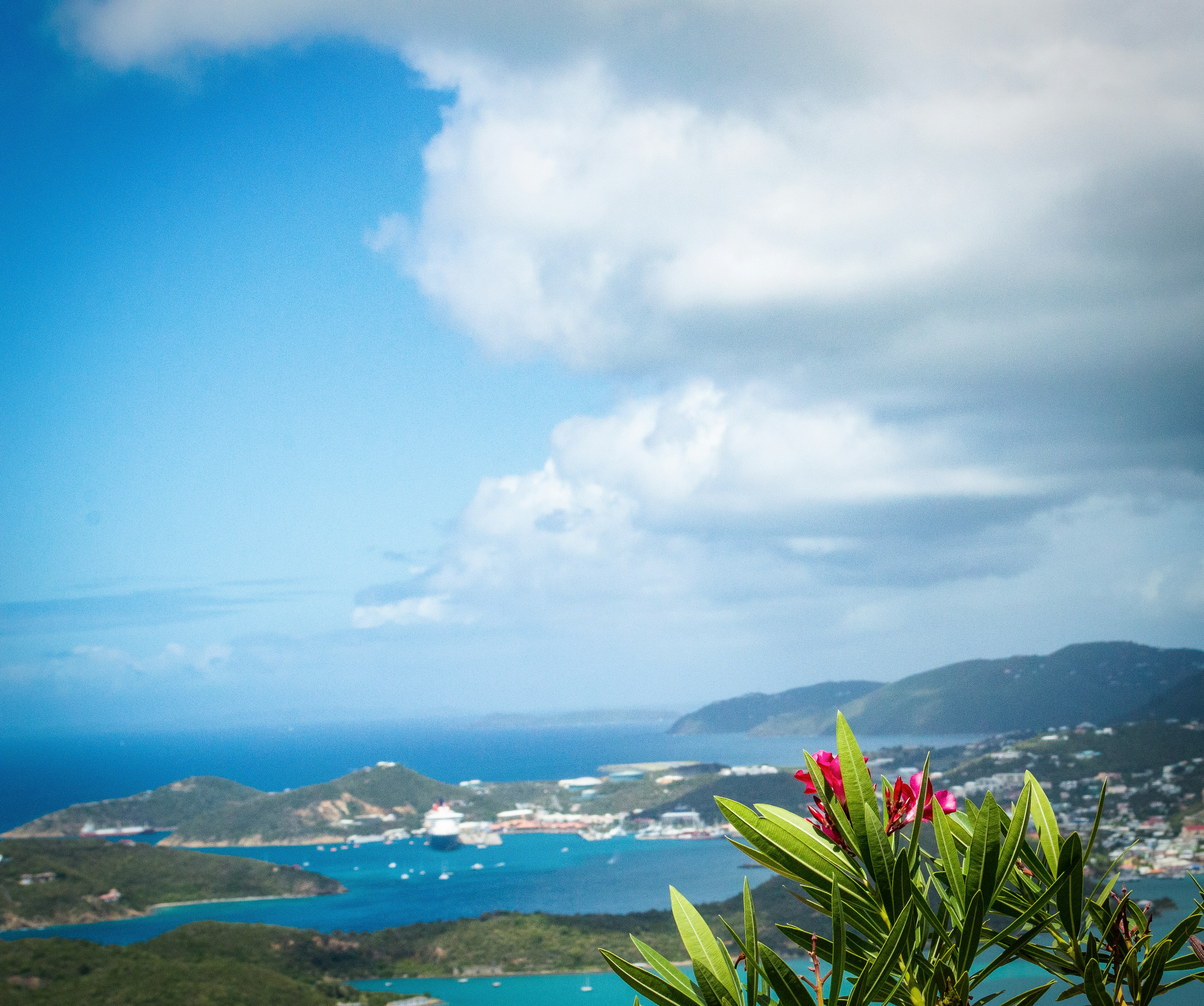 a view of the ocean from a hill, Flowers on St Thomas, U.S. Virgin Islands