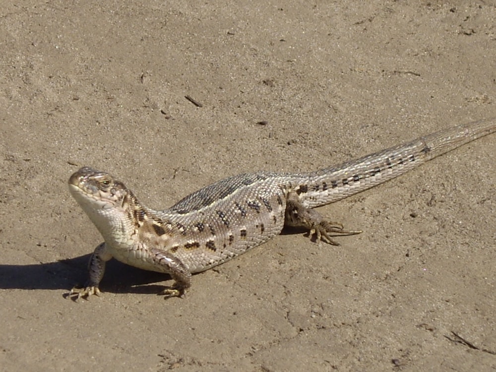 a small lizard is sitting on the sand