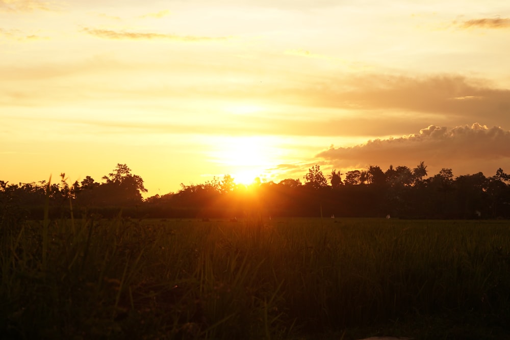 the sun is setting over a field of tall grass