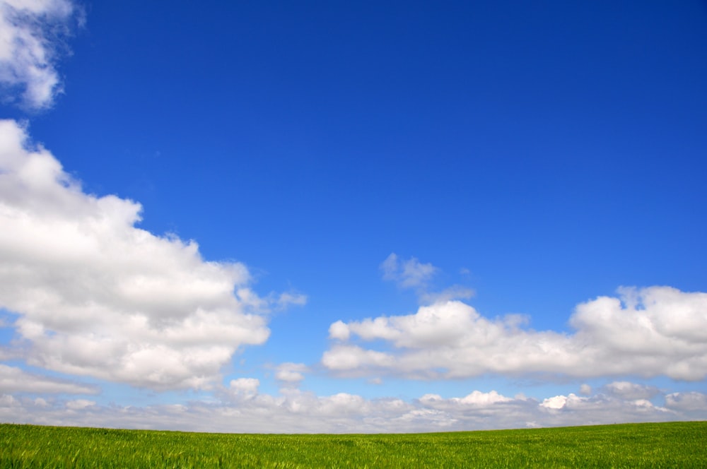 a field of green grass under a blue sky