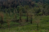 A landscape with sparse, burnt trees scattered across a green grassy field, likely indicating the aftermath of a forest fire. The forest in the background appears dense, with a mix of green and brown foliage, suggesting a transitional zone between burned and unburned areas.