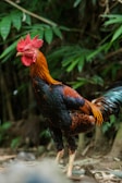 A rooster with a striking red crest and multicolored plumage stands against a backdrop of lush green foliage. The rich, iridescent feathers display shades of orange, black, and blue. The rooster appears alert and poised in its natural environment.