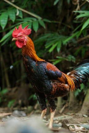 A rooster with a striking red crest and multicolored plumage stands against a backdrop of lush green foliage. The rich, iridescent feathers display shades of orange, black, and blue. The rooster appears alert and poised in its natural environment.