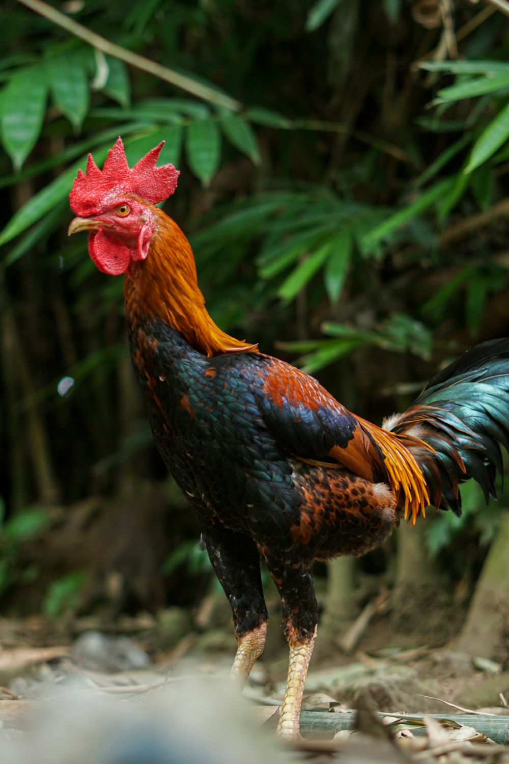a rooster standing on the ground in a forest