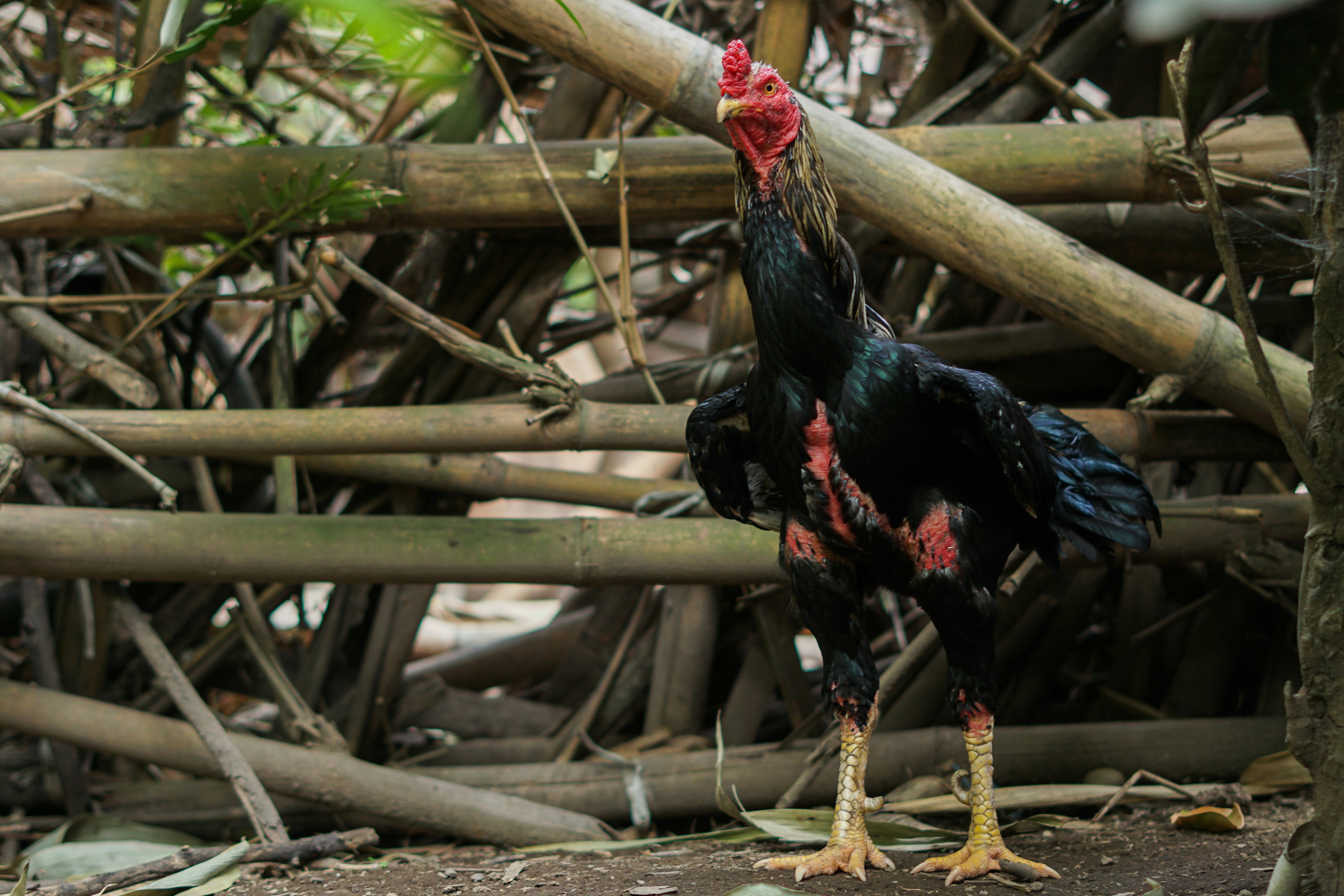 a black rooster - Photo Fighting rooster