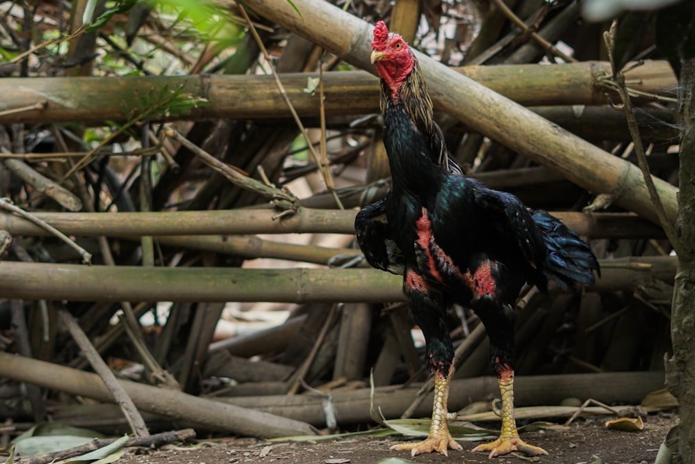 a black and red rooster standing next to a pile of branches