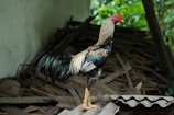 A proud champion rooster standing tall on a rustic wooden platform.