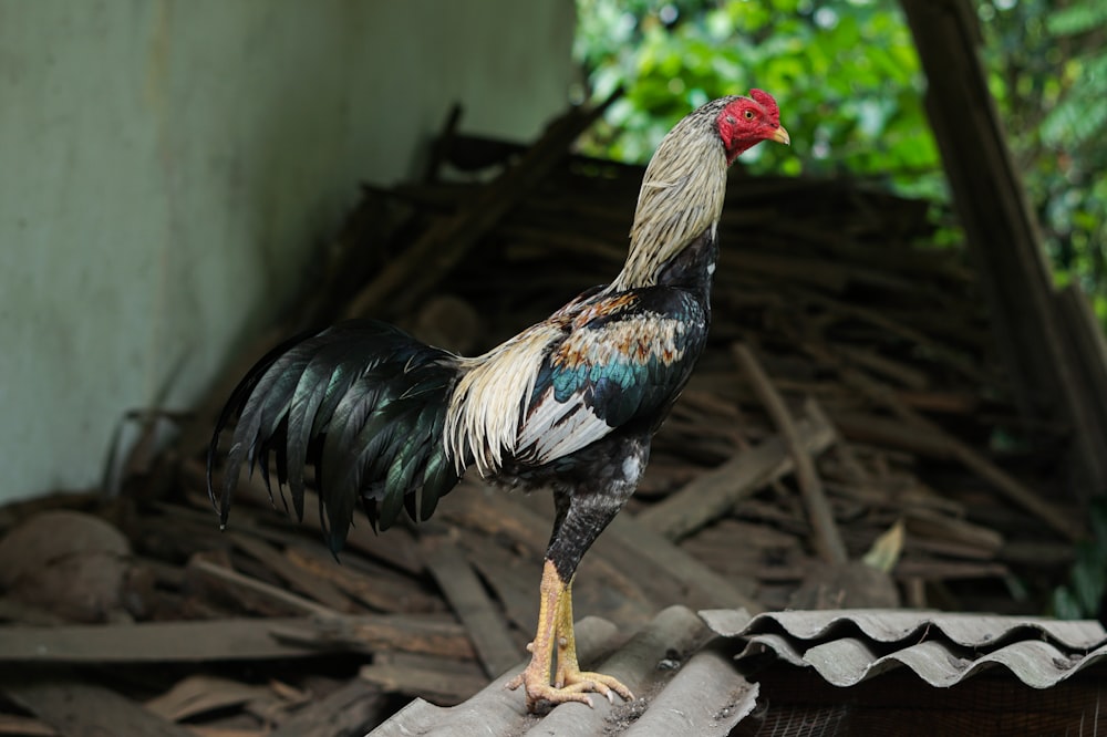 a rooster standing on top of a roof