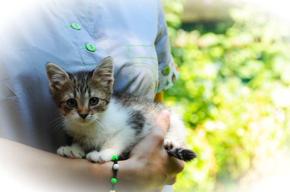 a person holding a small kitten in their hands