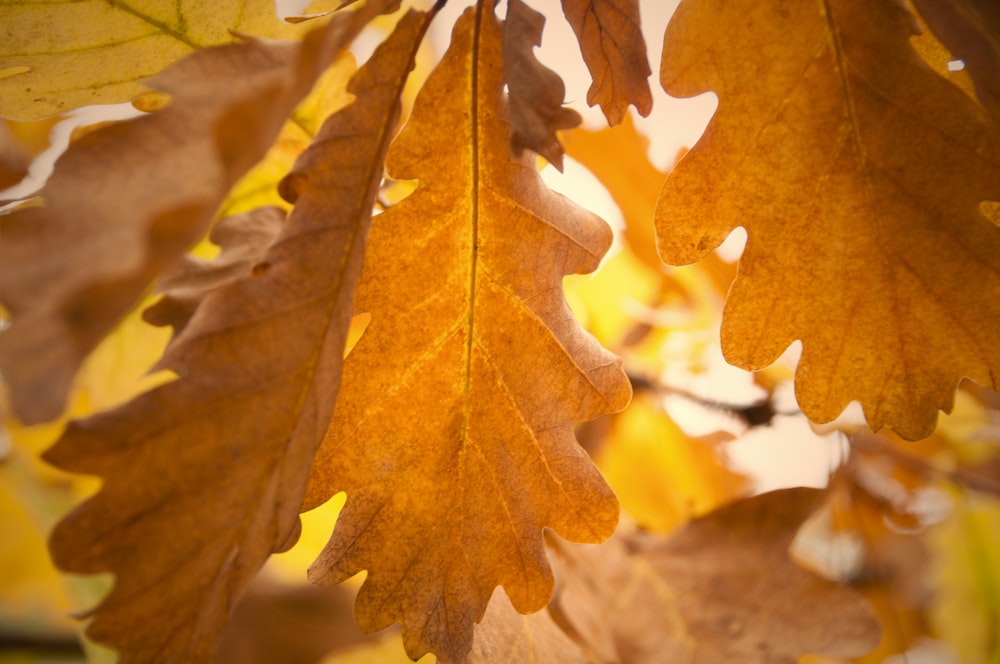 a close up of a tree with yellow leaves