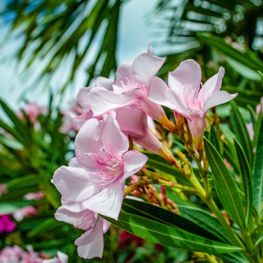 a bunch of pink flowers that are on a tree