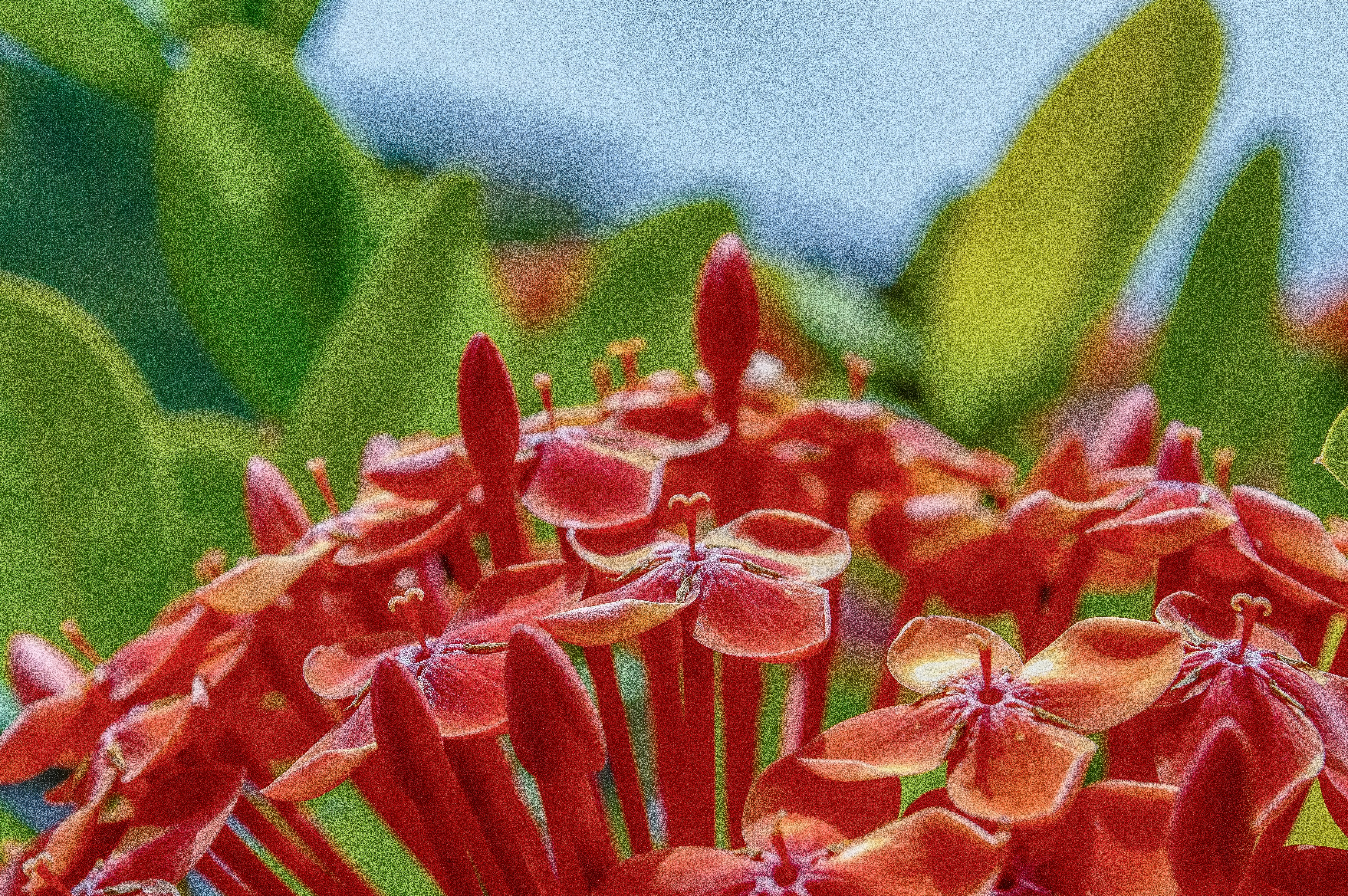 a close up of a bunch of red flowers