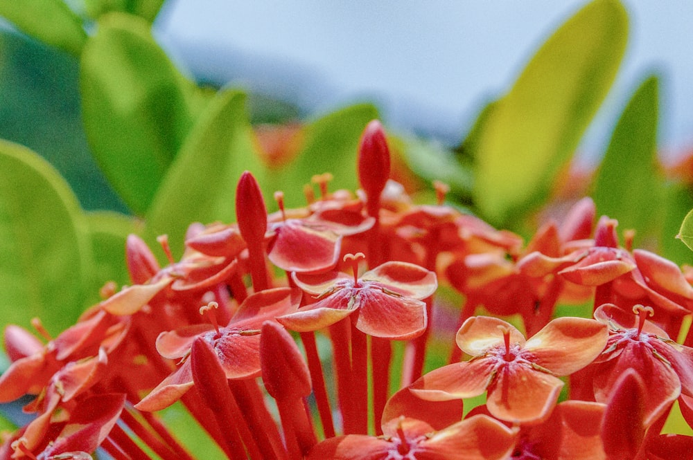 a close up of a bunch of red flowers