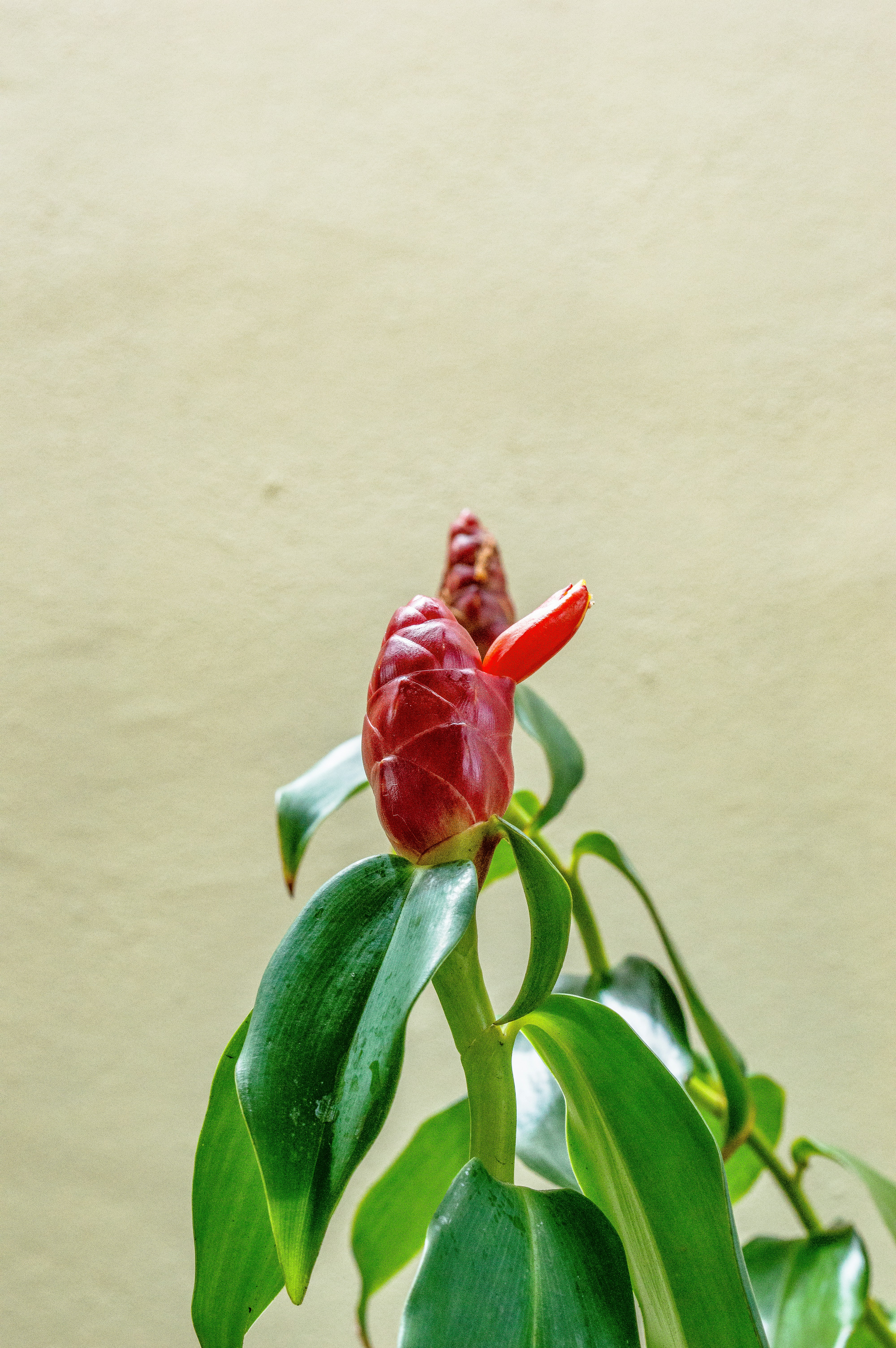 a red flower with green leaves in front of a wall