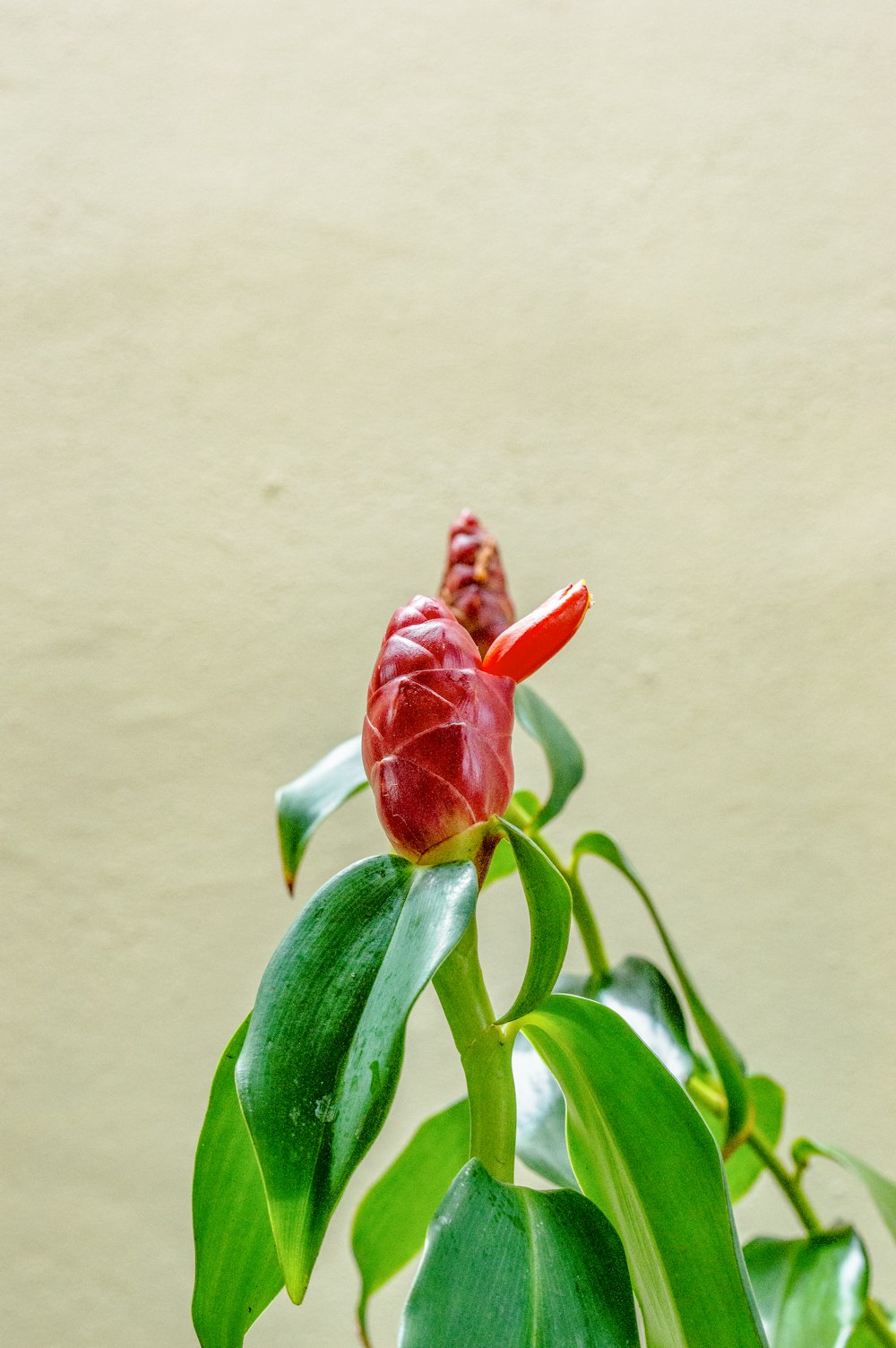 a red flower with green leaves in front of a wall