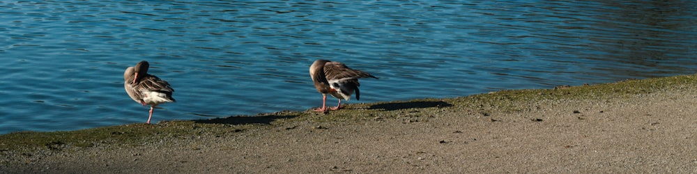 two birds standing on the edge of a body of water