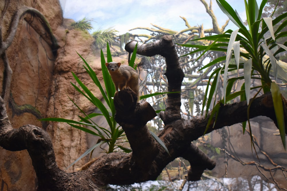 a cat sitting on a branch of a tree