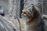 A small wild cat with sandy and orange fur is gazing intently through glass. Its ears are rounded, and its whiskers are prominent. The background includes a blurred, rocky setting that resembles a natural habitat.