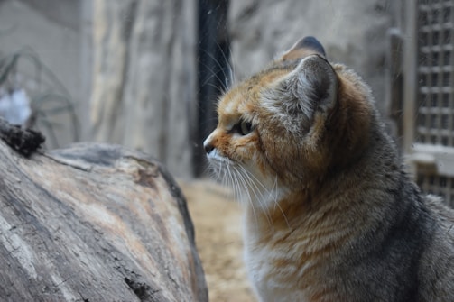 A small wild cat with sandy and orange fur is gazing intently through glass. Its ears are rounded, and its whiskers are prominent. The background includes a blurred, rocky setting that resembles a natural habitat.