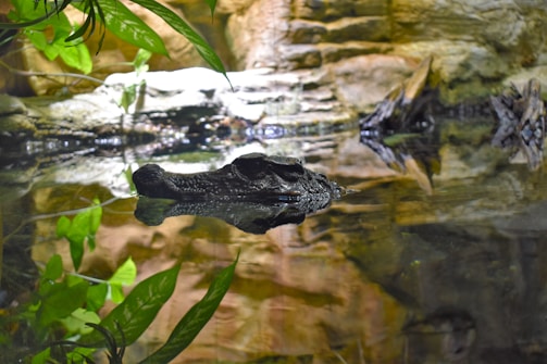 An alligator's head partially submerged in water, surrounded by green leaves and rocks in a natural habitat. The texture of the alligator's skin contrasts with the smooth water surface, creating a serene yet vigilant atmosphere.