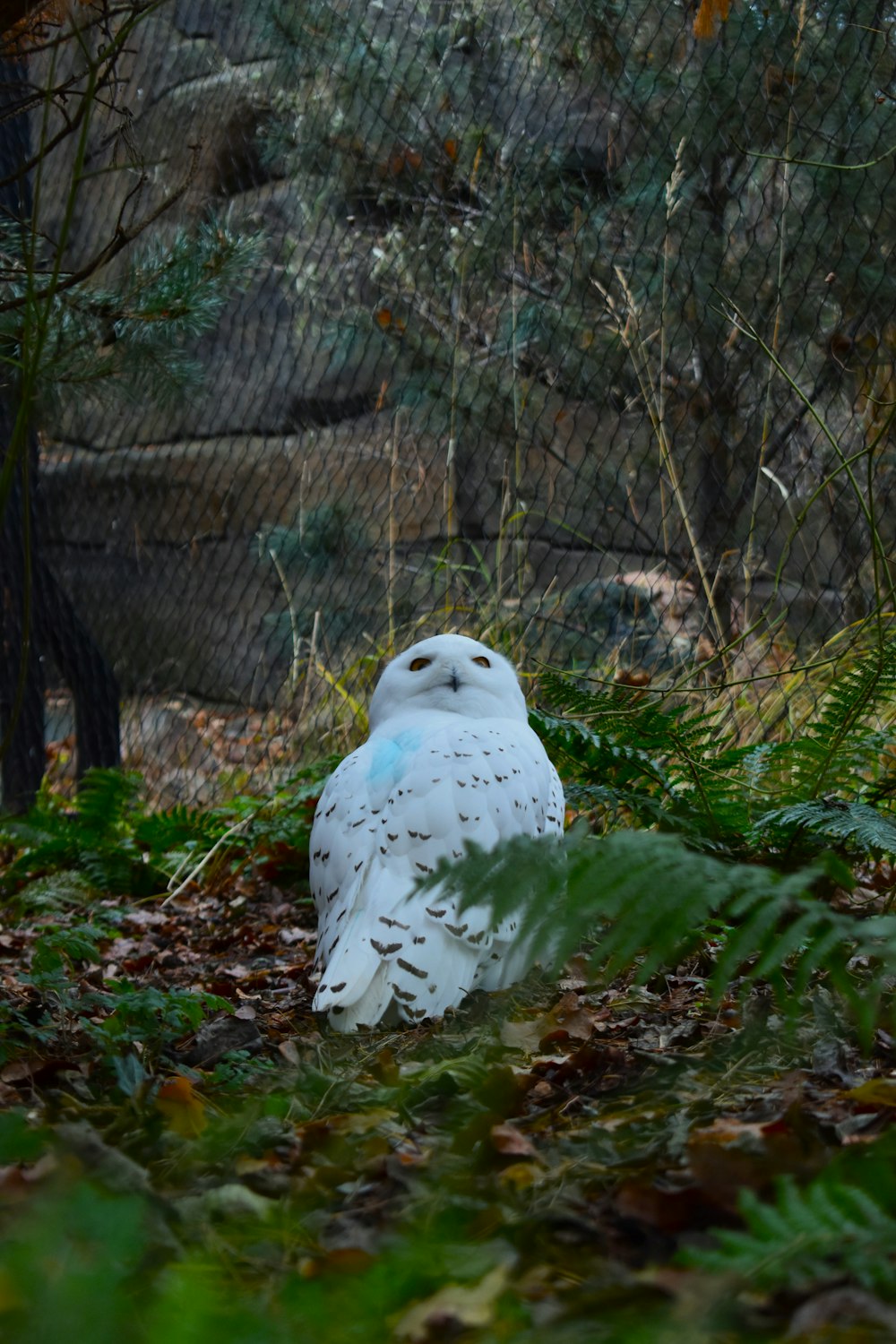 a white owl sitting in the middle of a forest