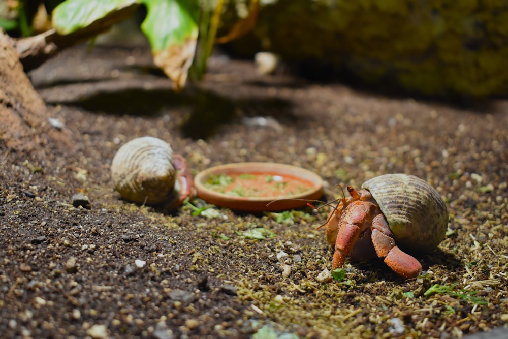 a close up of two snails on the ground