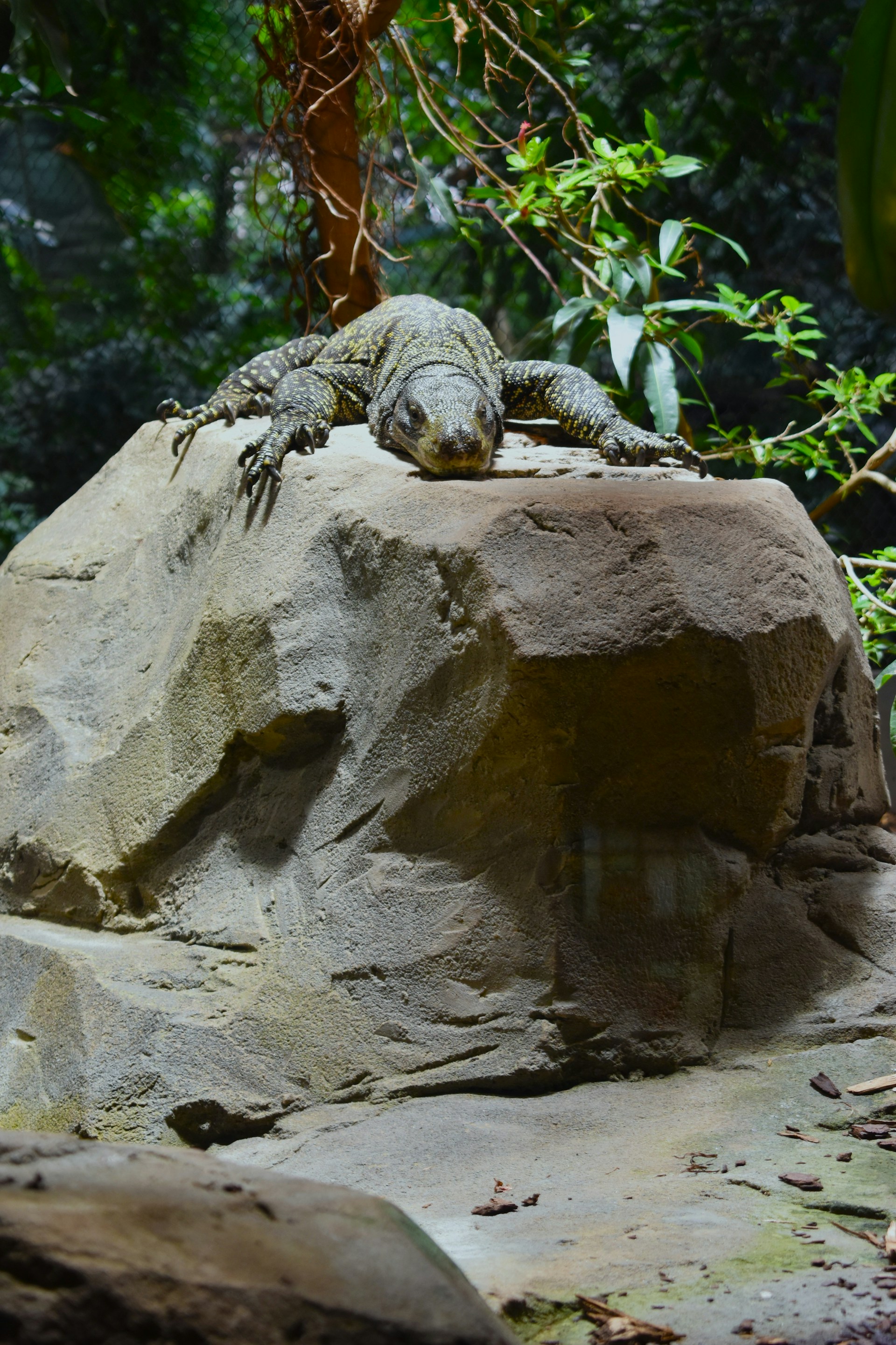 a large lizard laying on top of a rock